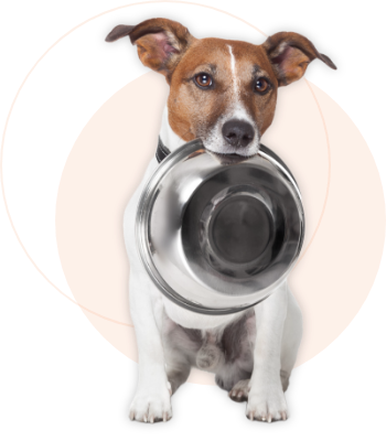 Ein hungriger Hund mit einem leeren Napf